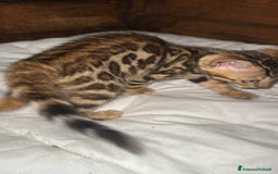 Bengala gatti in vendita: Cucciole di Bengal con Pedigree a Provincia di Asti - Immagine 14