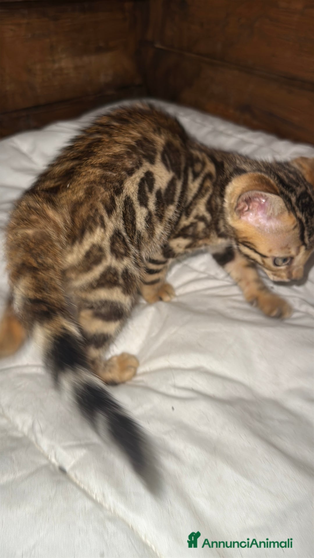Bengala gatti in vendita: Cucciole di Bengal con Pedigree a Provincia di Asti - Immagine 14