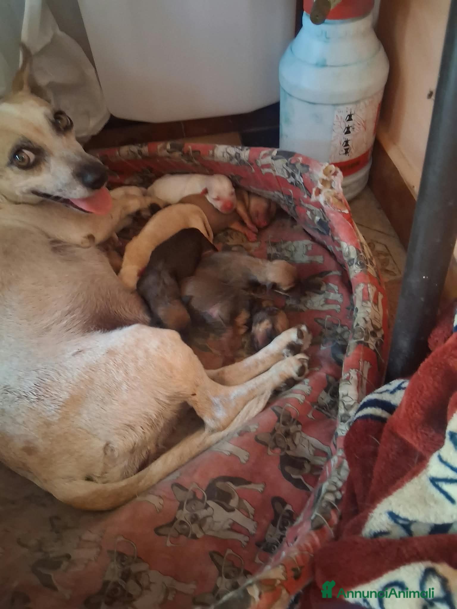 Meticcio cani Regalo cagnolini appena nati  - Annuncio 15