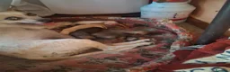 Meticcio cani in regalo: Regalo cagnolini appena nati  a Provincia di Caserta - Annuncio 1