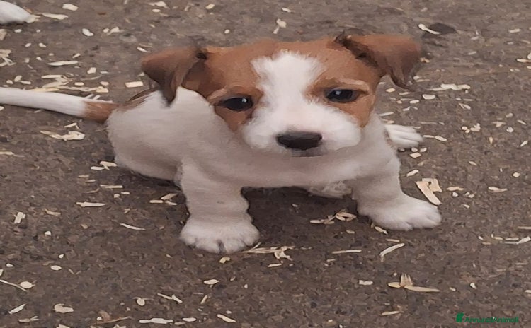 Jack Russell cani a Città Metropolitana di Bologna - Annuncio 4