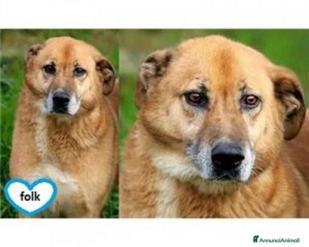 Meticcio cani in regalo: Liberali dalla gabbia! Tendi La Zampa Onlus a Roma - Annuncio 3