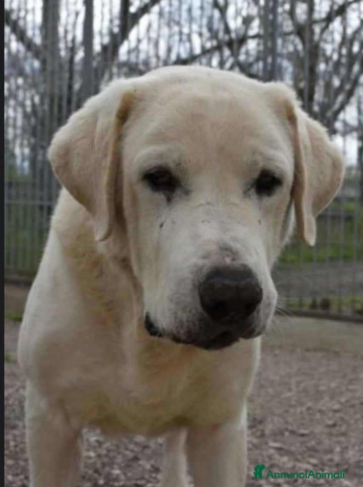 Labrador cani Labrador puro 10anni mollato in canile anni fa.SUD - Annuncio 2