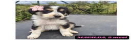 Meticcio cani in regalo: 12cuccioli 2mesi AIUTATEMI A SISTEMARLI! CATANIA  - Annuncio 5