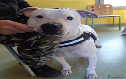 Pitbull cani in regalo: CIRO, PITBULL tanto dolce ma SOLO. a Città Metropolitana di Firenze - Immagine 5