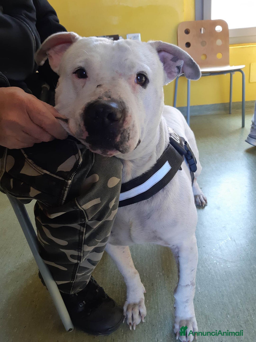 Pitbull cani in regalo: CIRO, PITBULL tanto dolce ma SOLO. a Città Metropolitana di Firenze - Immagine 5