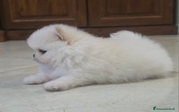 Volpino Pomerania cani in vendita: Maschietto pomerania disponibile a Provincia di Vibo Valentia - Immagine 1