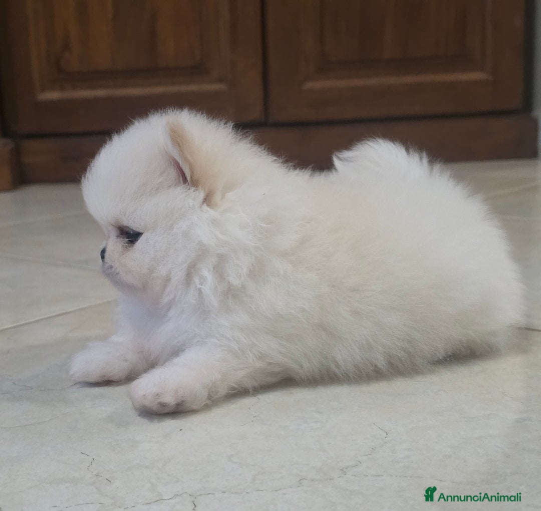 Volpino Pomerania cani in vendita: Maschietto pomerania disponibile a Provincia di Vibo Valentia - Immagine 1