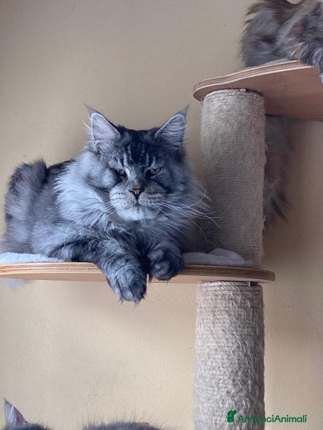 Immagine della galleria {{count}}