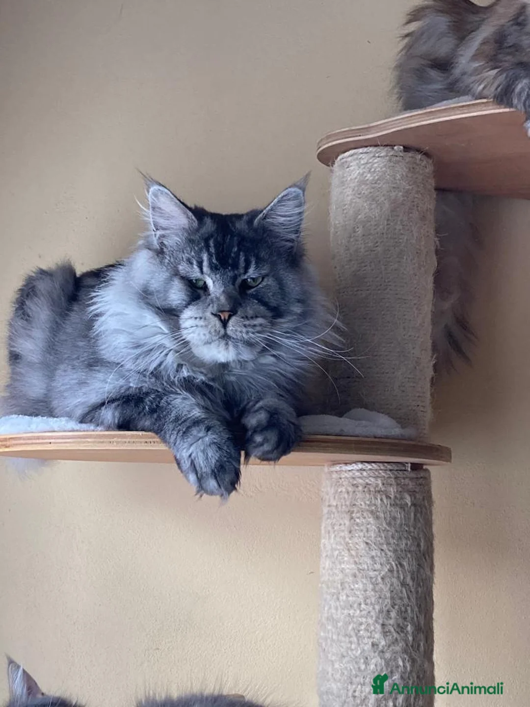 Immagine della galleria {{count}}