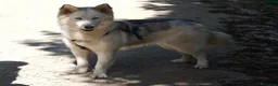 Husky cani in regalo: Donut, una splendida Husky - Annuncio 3