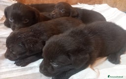 Labrador cani in vendita: Cuccioli di labrador retriver puro chocolate  - Immagine 4