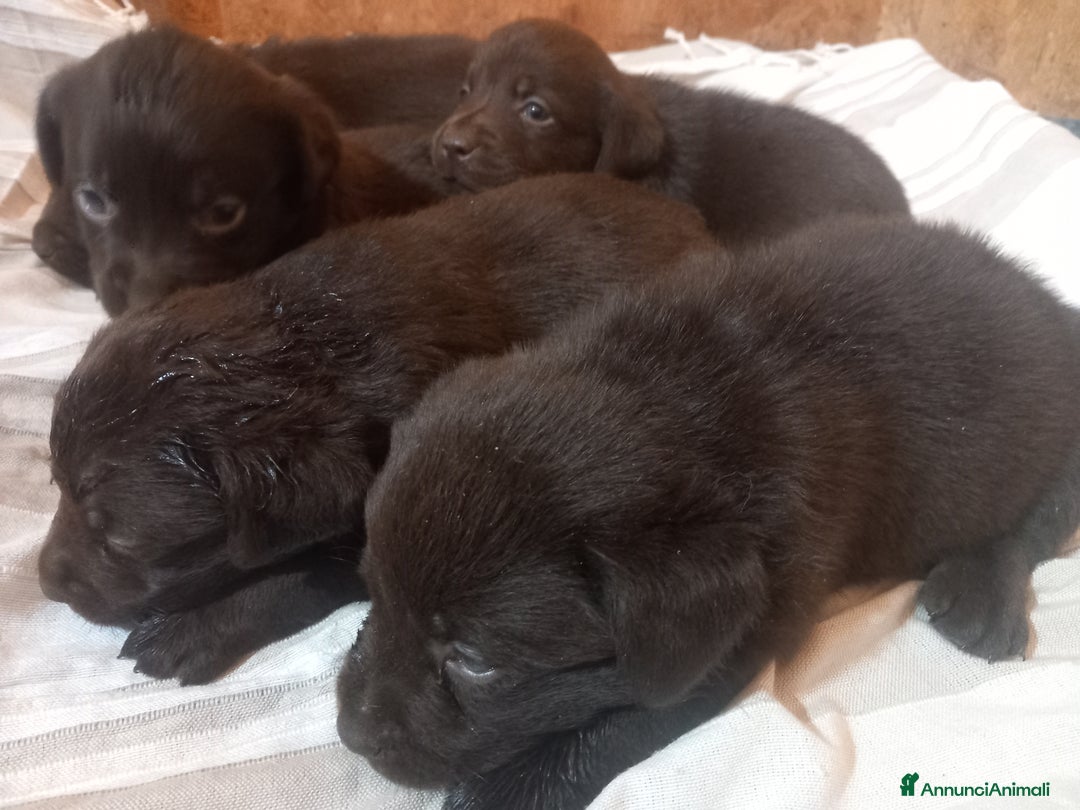 Labrador cani in vendita: Cuccioli di labrador retriver puro chocolate  - Immagine 4