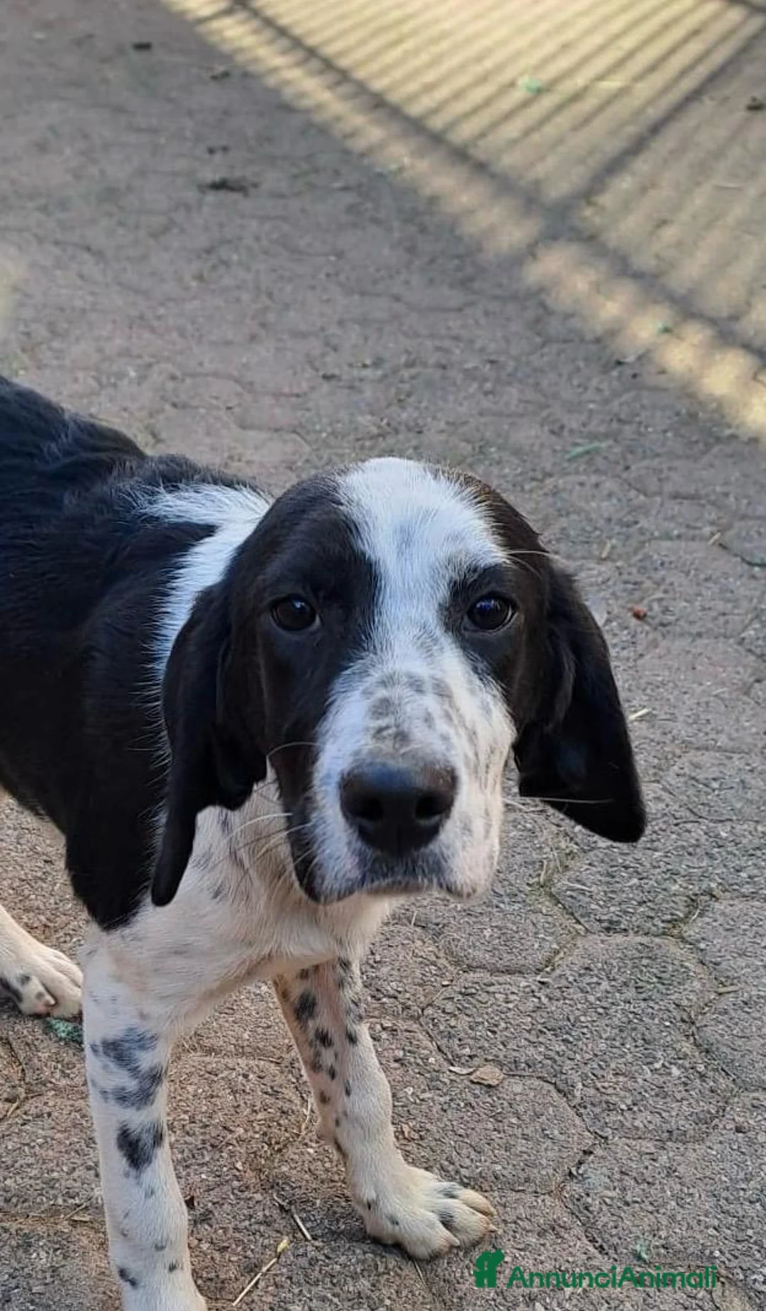 Meticcio cani in regalo: Cucciola di 6 mesi  a Provincia di Varese - Annuncio 4