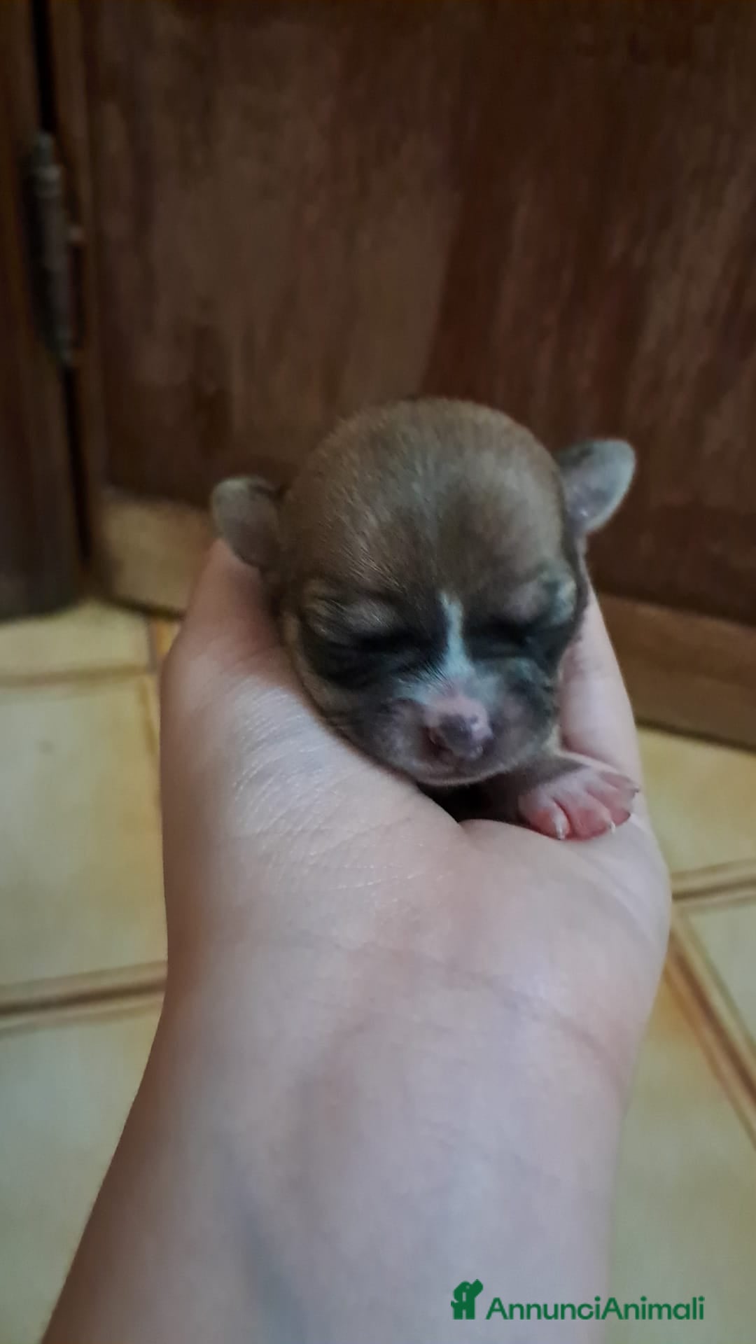 Chihuahua cani Chihuahua  - Annuncio 2