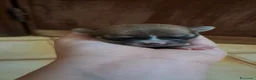 Chihuahua cani in vendita: Chihuahua  - Annuncio 1