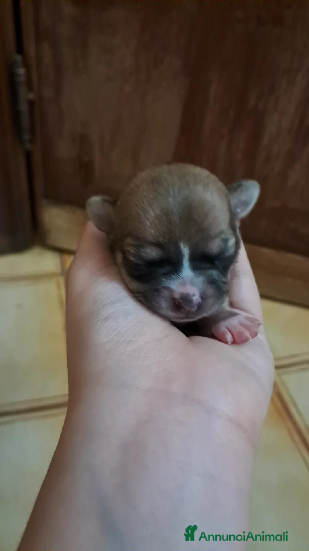 Chihuahua cani in vendita: Chihuahua  - Annuncio 1