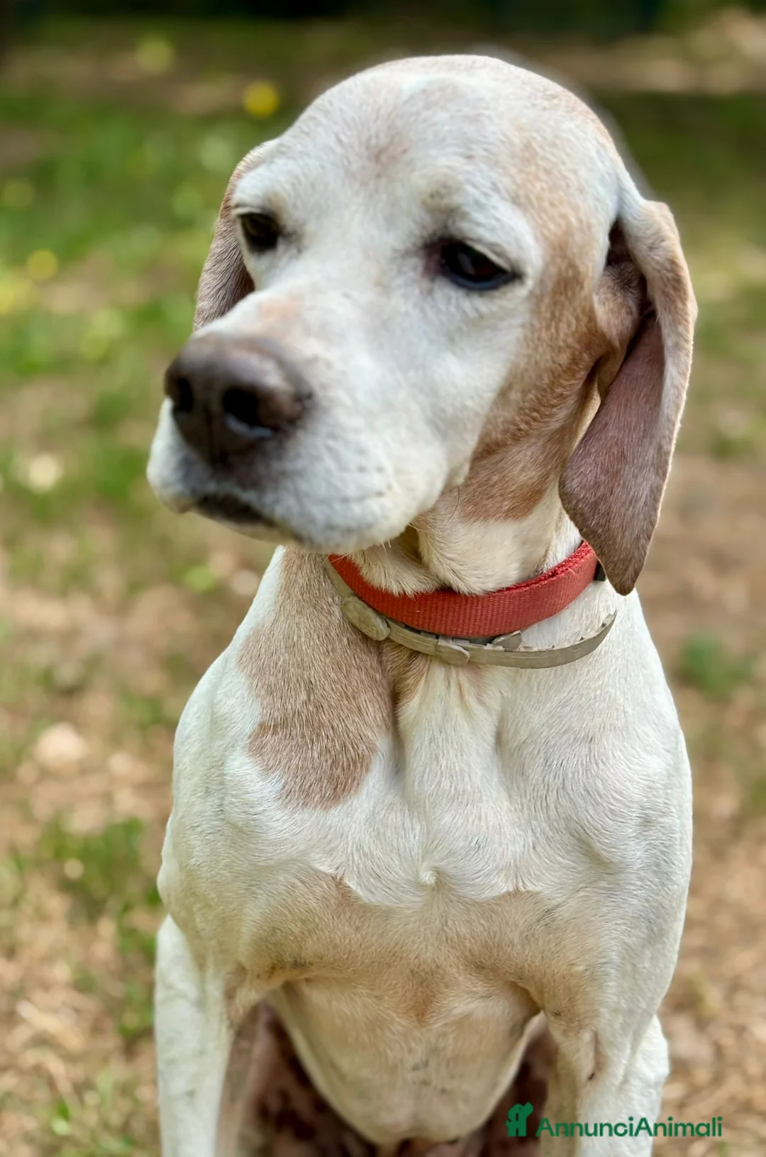 Pointer cani in regalo: VENTO abbandonato dal cacciatore a Pomezia - Annuncio 5
