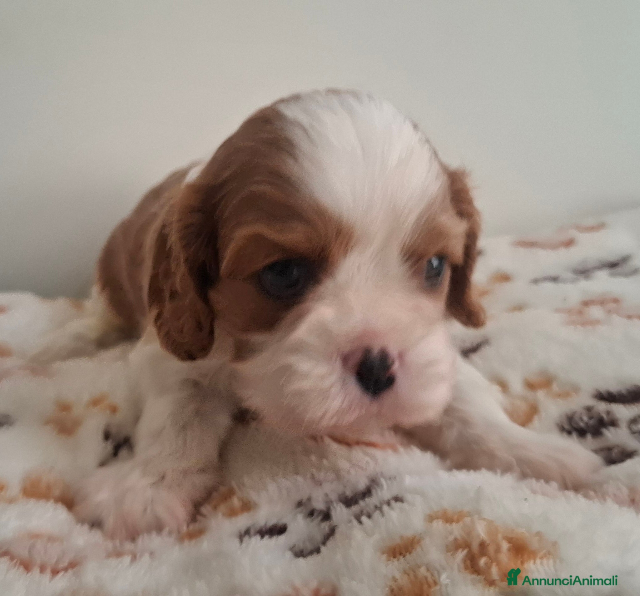 Cavalier King cani Cucciole di Cavalier king blenheim con pedigree - Annuncio 2