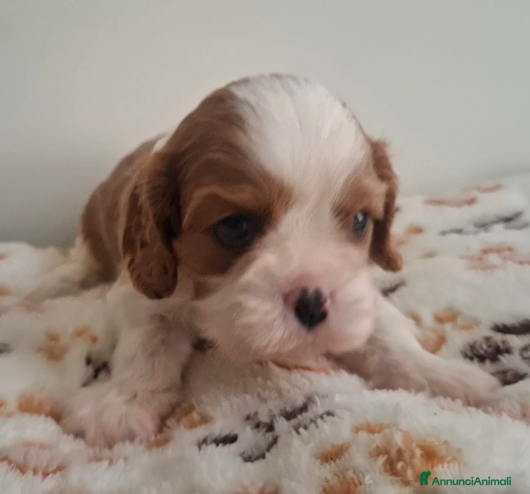 Cavalier King cani in vendita: Cucciole di Cavalier king blenheim con pedigree - Annuncio 2