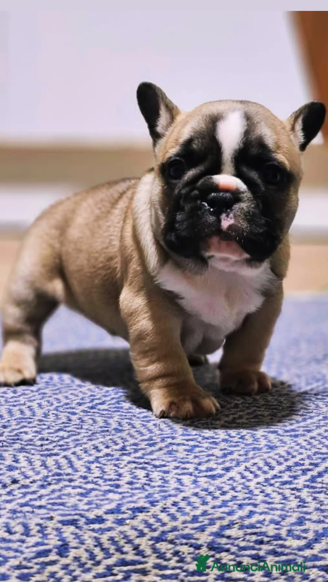 Bulldog Francese cani in vendita: Femmina fulva Bouldogue francese con pedigreeenci  - Annuncio 3