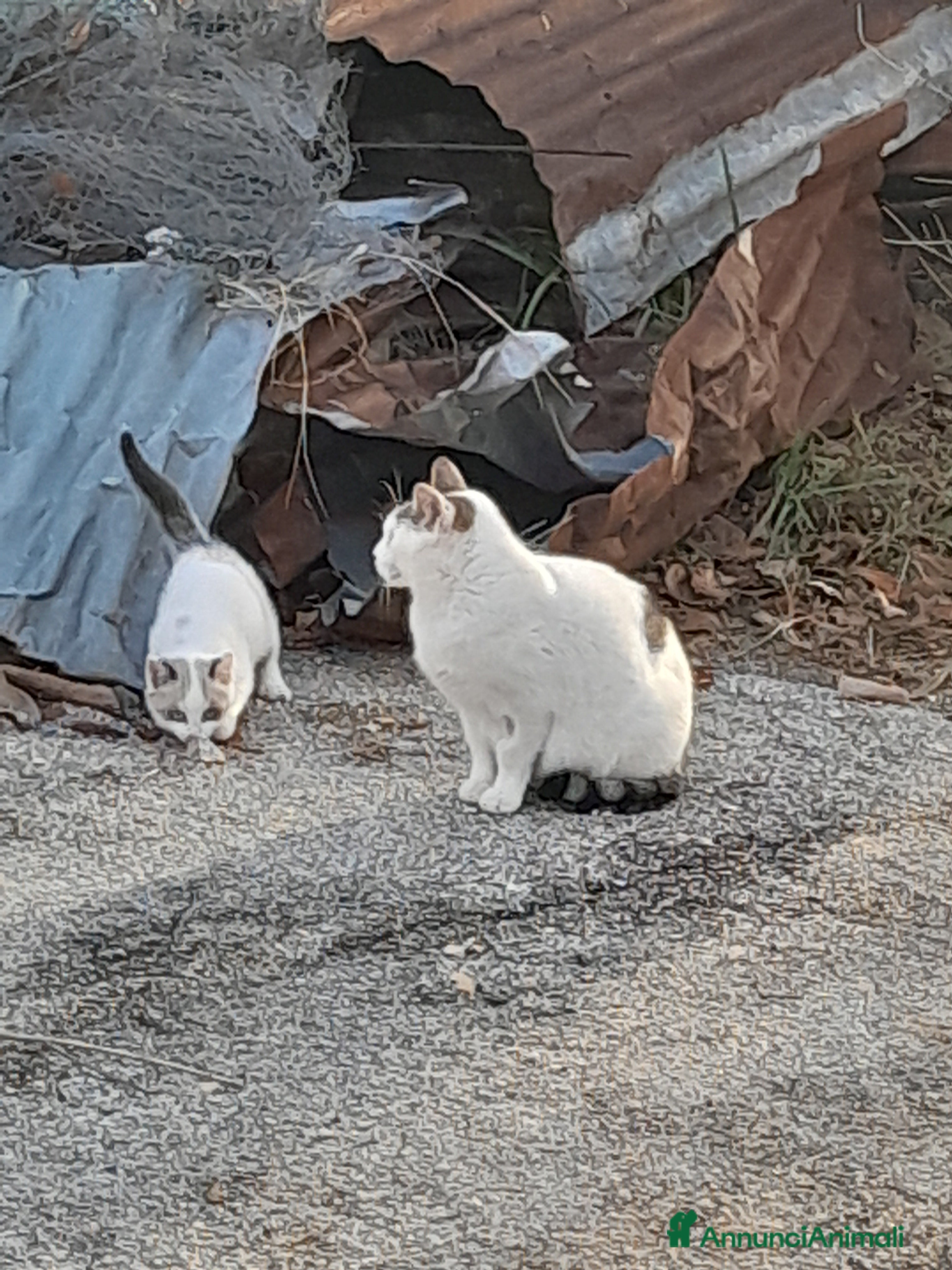 Meticcio gatti Mamma gatta insieme alla sua gattina  - Annuncio 2