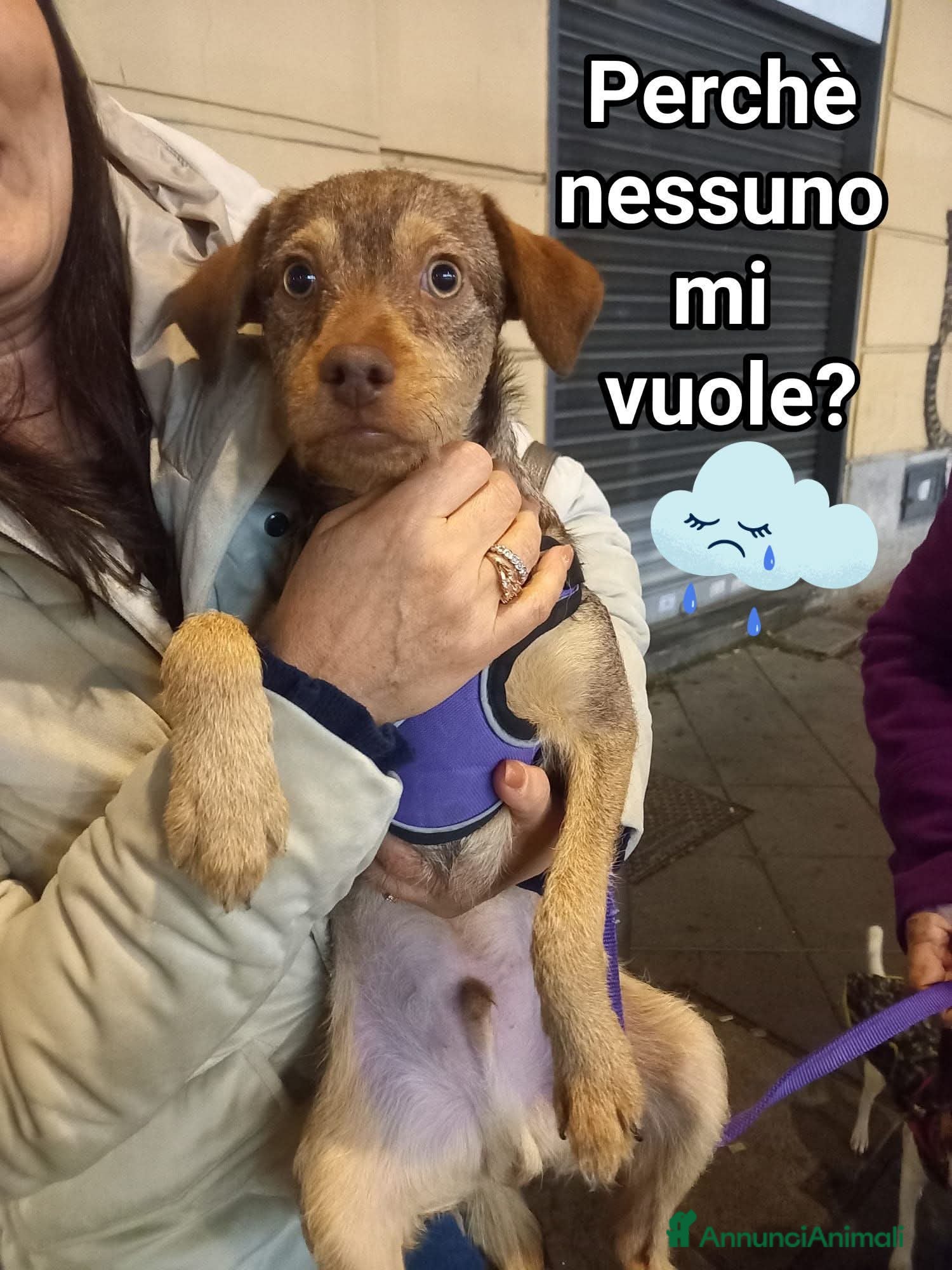 Meticcio cani Kikko - Annuncio 13