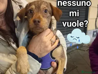 Meticcio cani Kikko - Annuncio 13