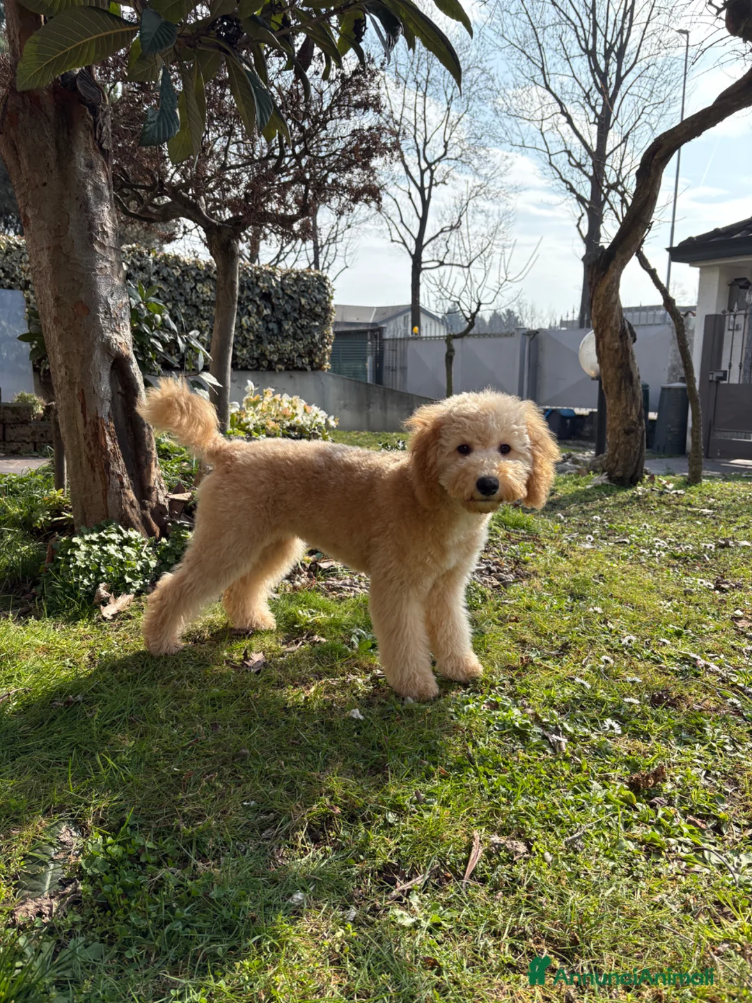 Barboncino cani in vendita: Cucciola di barboncino - Annuncio 3