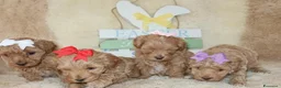 Maltipoo cani in vendita: Splendidi cuccioli di Maltipoo - Annuncio 5