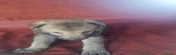 Lupo Cecoslovacco cani in vendita: Lupo cecoslovacco cuccioli - Annuncio 4