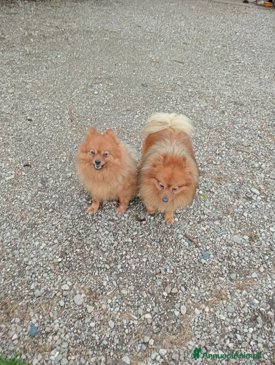 Spitz cani in vendita: Spitz tedesco piccolo volpino  - Annuncio 2