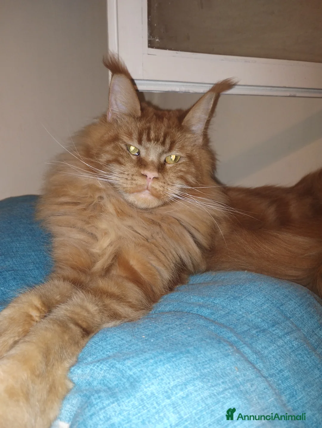 Maine Coon gatti in vendita: Maschietto nato 06/01/26 - Annuncio 1