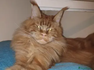 Maine Coon gatti Maschietto nato 06/01/26 - Annuncio 7