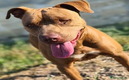 Pitbull cani in regalo: Jago, il rosso  a Città Metropolitana di Bari - Immagine 10