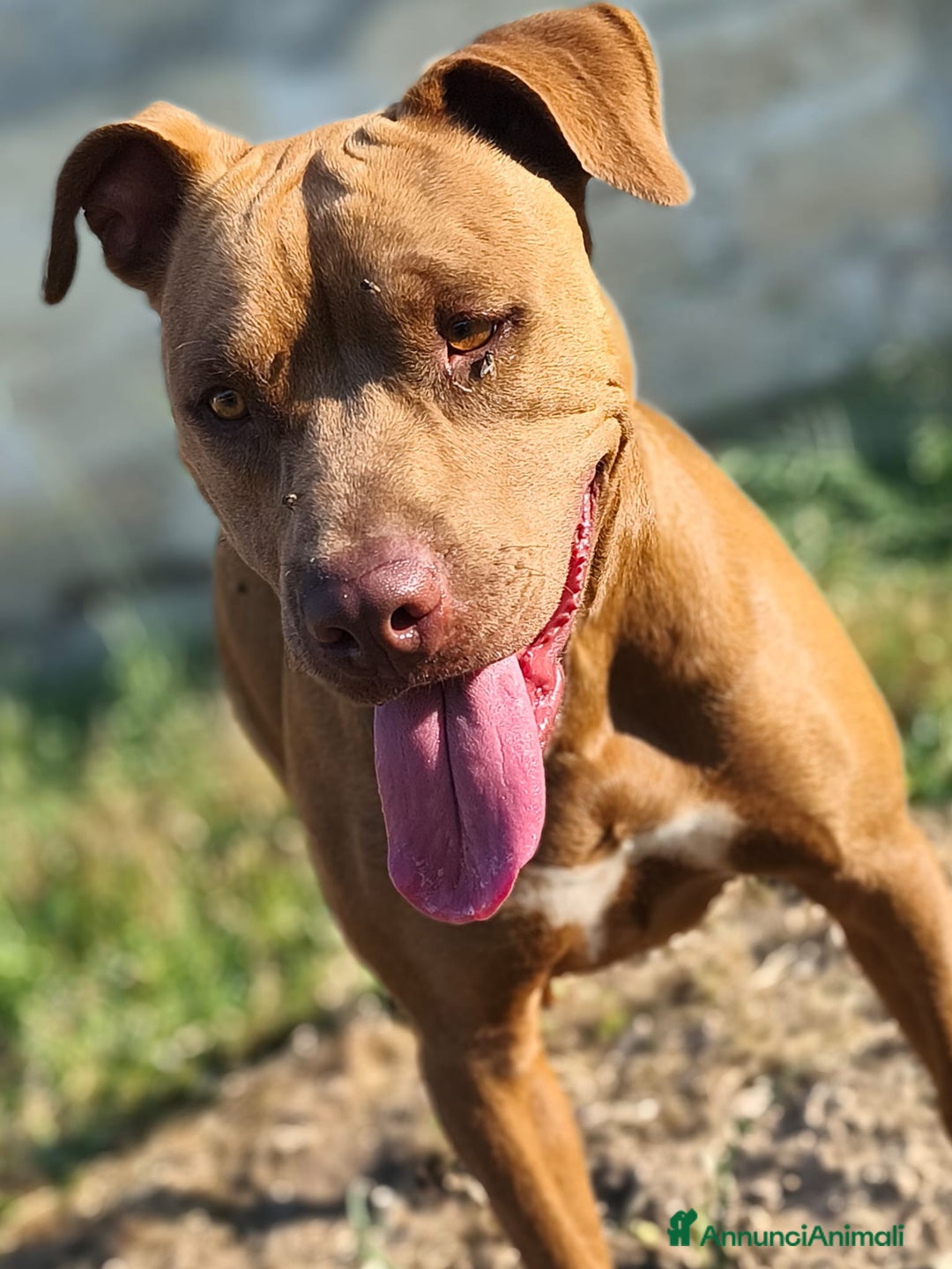 Pitbull cani in regalo: Jago, il rosso  a Città Metropolitana di Bari - Immagine 10