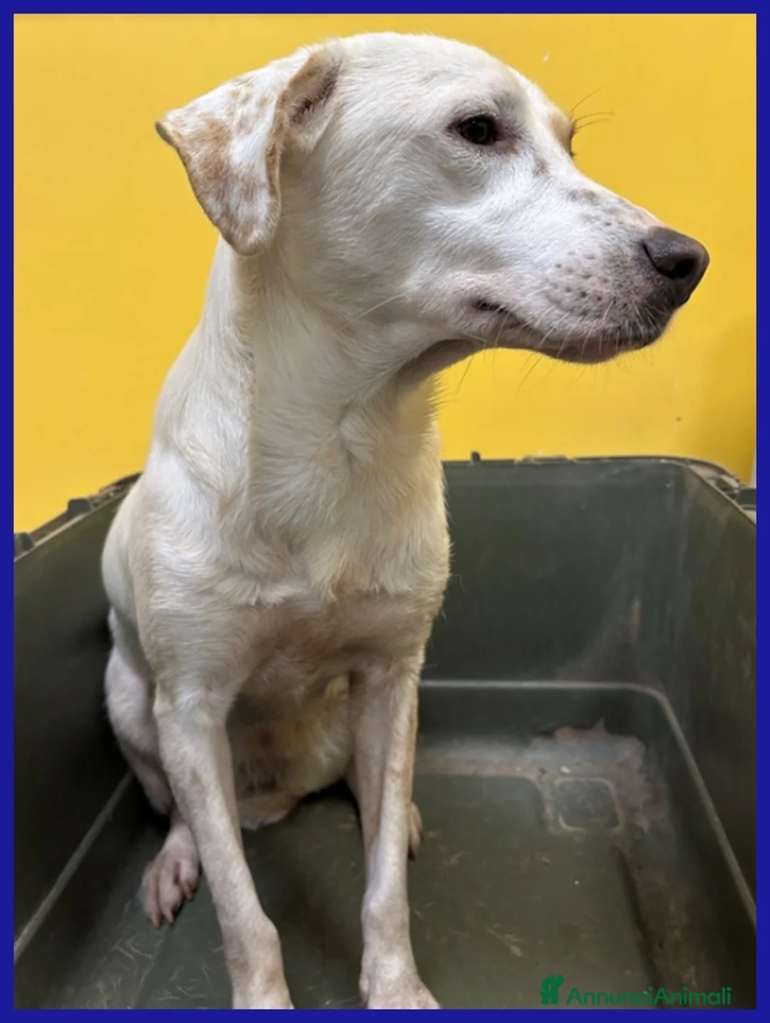 Meticcio cani in regalo: CALU' TENERA CAGNOLINA 2 ANNI,SALVATA DALLA GABBIA - Annuncio 7