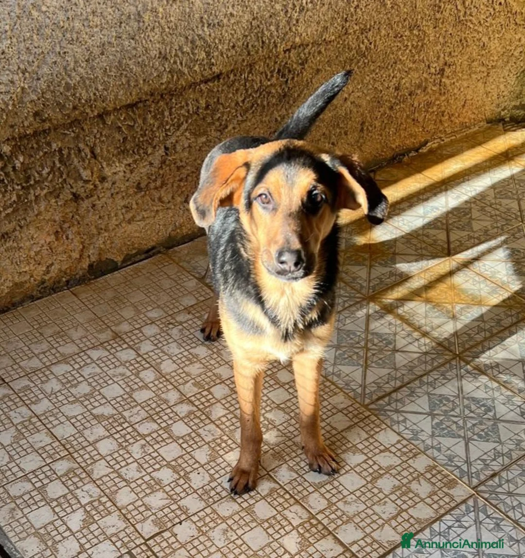 Meticcio cani in regalo: UNA MAMMA PER CIRCE - Annuncio 3