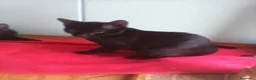 Meticcio gatti in regalo: MICETTI BELLISSIMI CERCANO CASA! - Annuncio 7