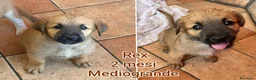 Meticcio cani in regalo: CUCCIOLI ABBANDONATI: EMERGENZA  a Città metropolitana di Milano - Annuncio 8