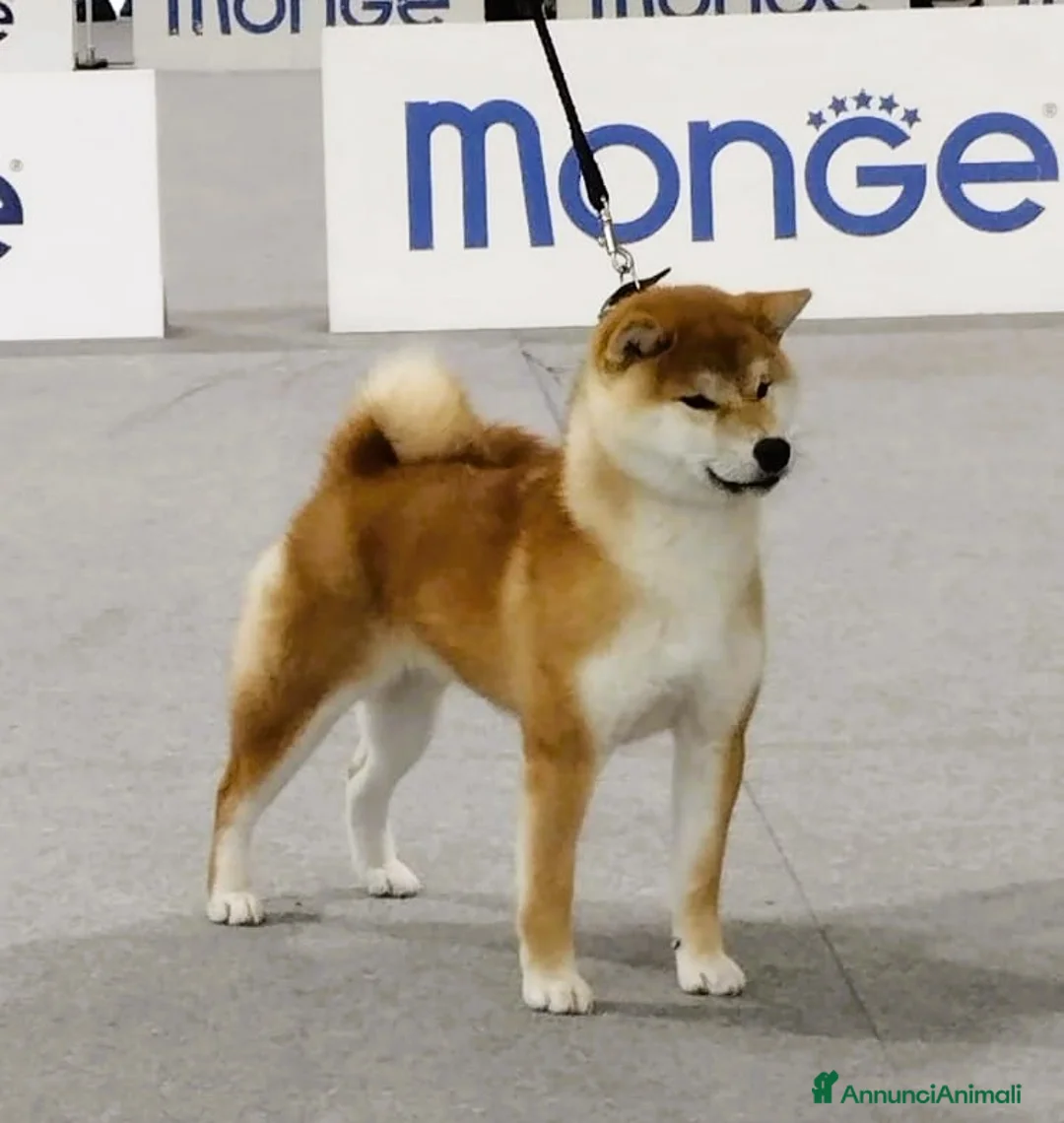 Shiba Inu cani in vendita: Splendido Maschio di Shiba Inu - Annuncio 2