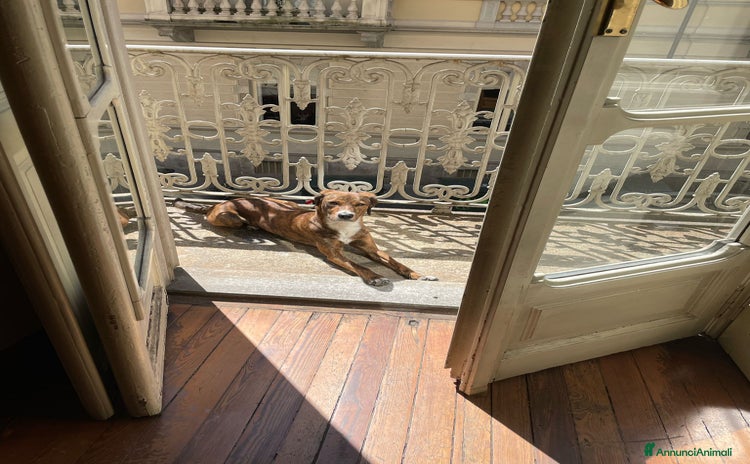Segugio Maremmano cani a Città Metropolitana di Torino - Annuncio 17
