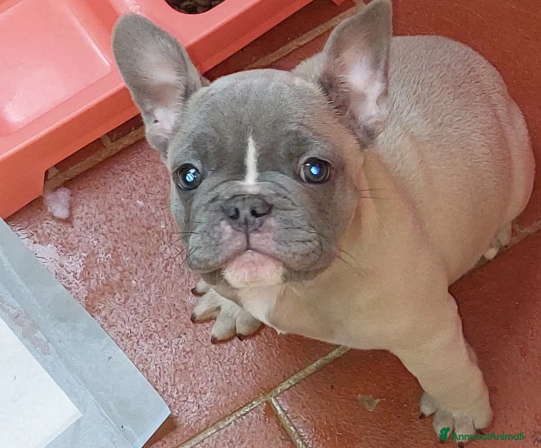 Immagine della galleria {{count}}