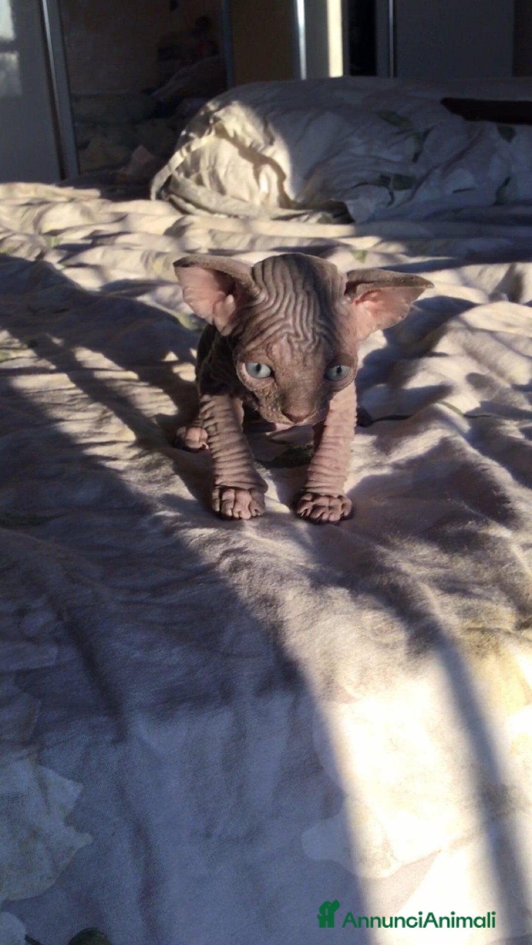 Sphynx gatti in vendita: Cuccioli di Sphynx con pedigree  - Annuncio 2