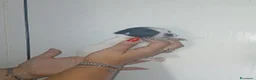 Chihuahua cani in vendita: Cuccioli di chihuahua toy  - Annuncio 7