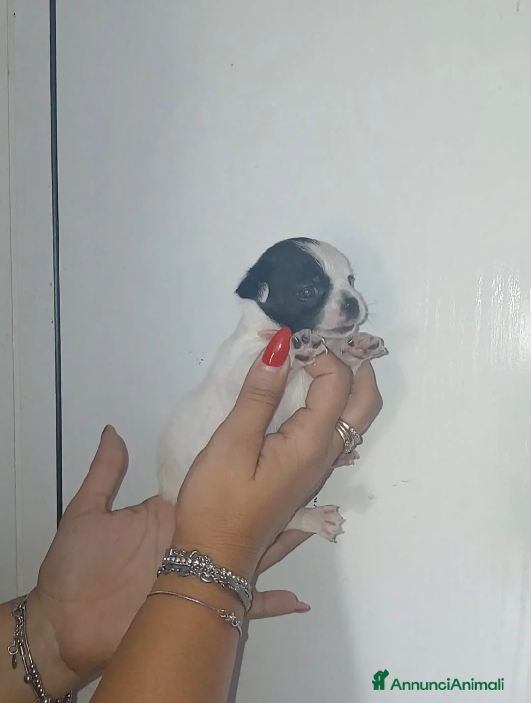 Chihuahua cani in vendita: Cuccioli di chihuahua toy  - Annuncio 7