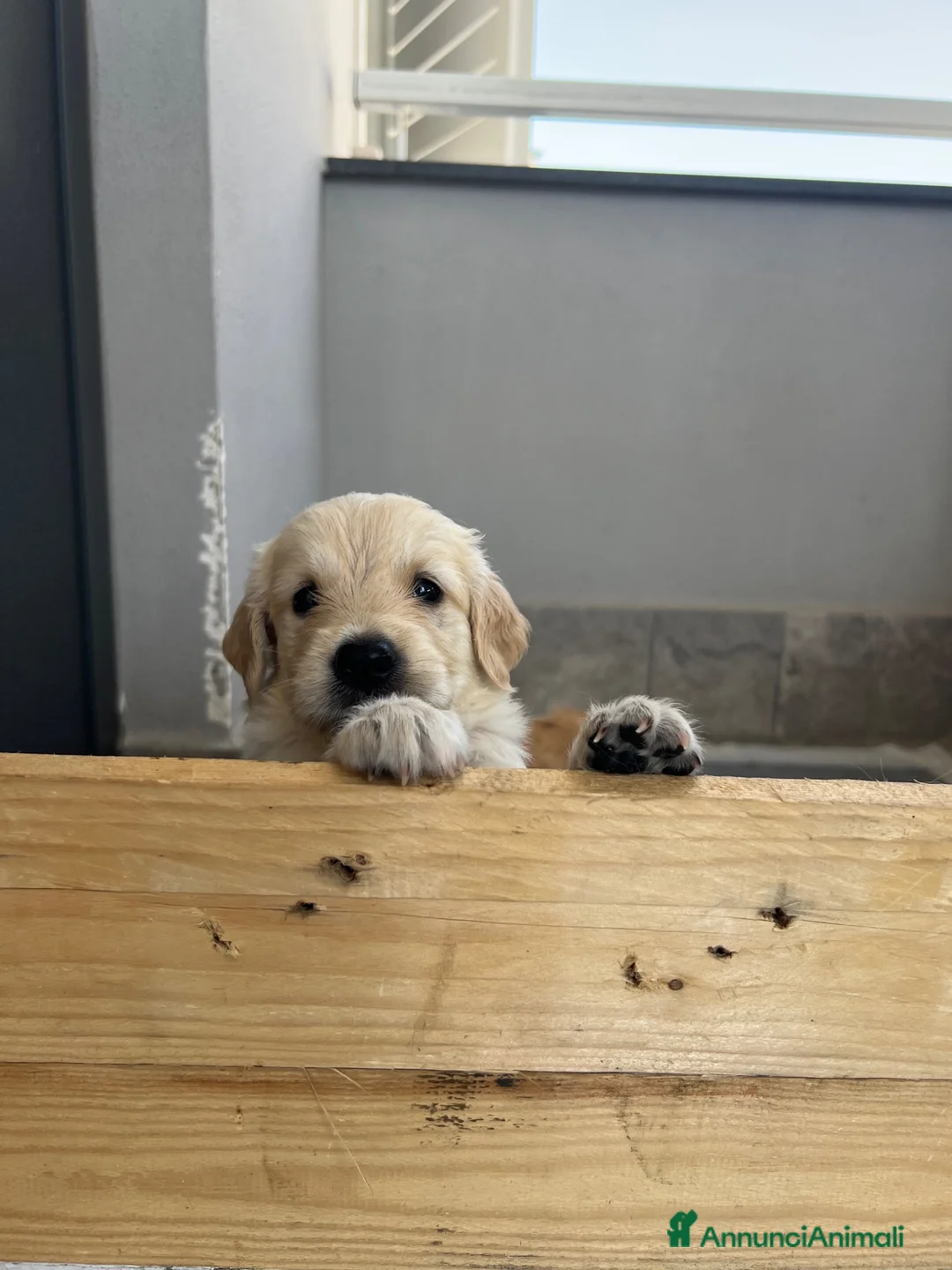 Golden Retriever cani in vendita: Cuccioli di Golden retriever  - Annuncio 9