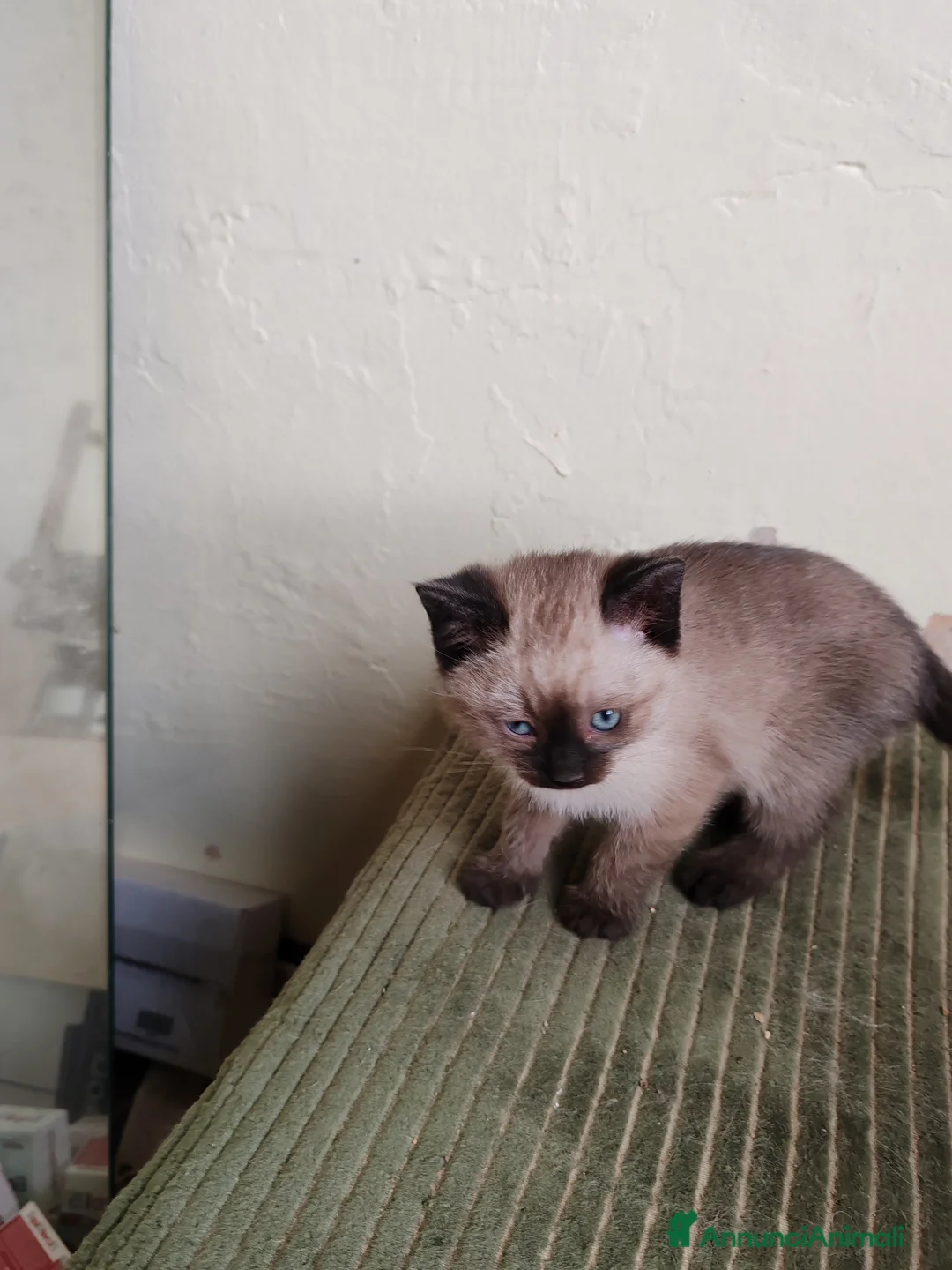 Siamese gatti in vendita: Micetto siamese - Annuncio 4