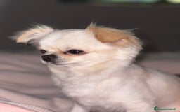 Chihuahua cani per accoppiamento: Chihuahua maschio pelo lungo disponibile x monta - Immagine 3