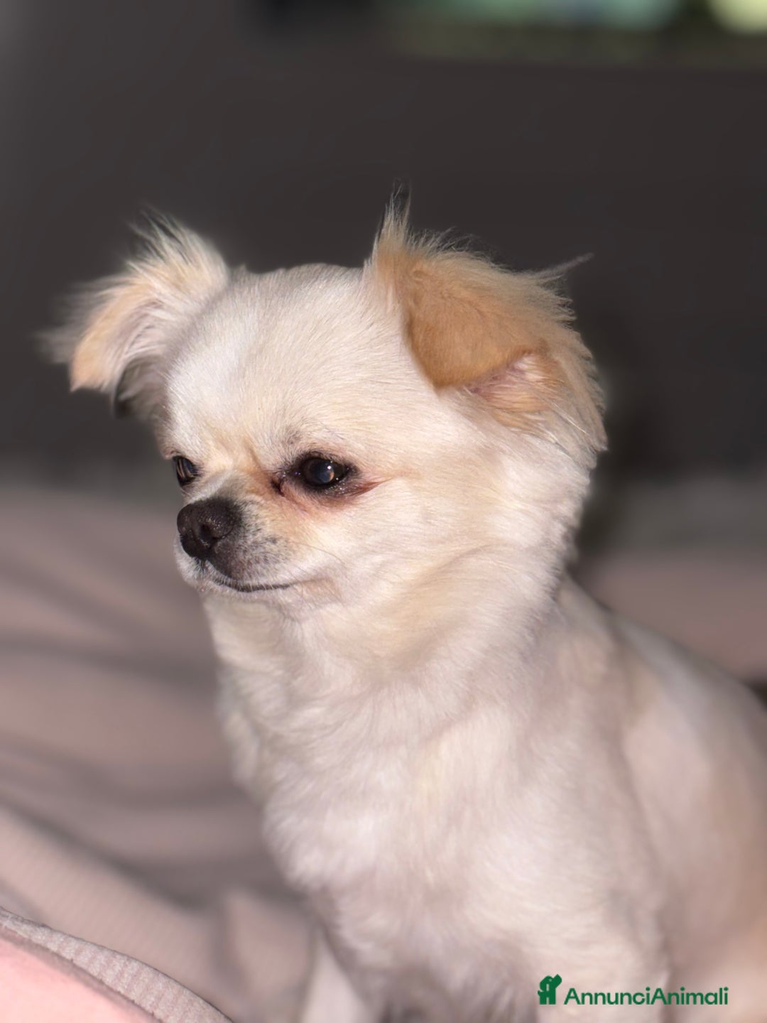 Chihuahua cani per accoppiamento: Chihuahua maschio pelo lungo disponibile x monta - Immagine 3